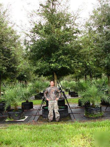 Live oak trees 100 gallon